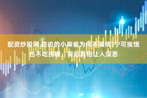 配资炒股网 路边的小麻雀为何不领情?宁可挨饿也不吃投喂，背后真相让人深思